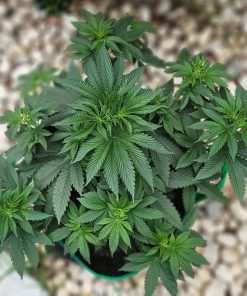 OG Kush Cannabis Beginning Stages before Flowering