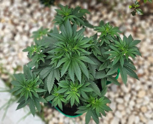 OG Kush Cannabis Beginning Stages before Flowering