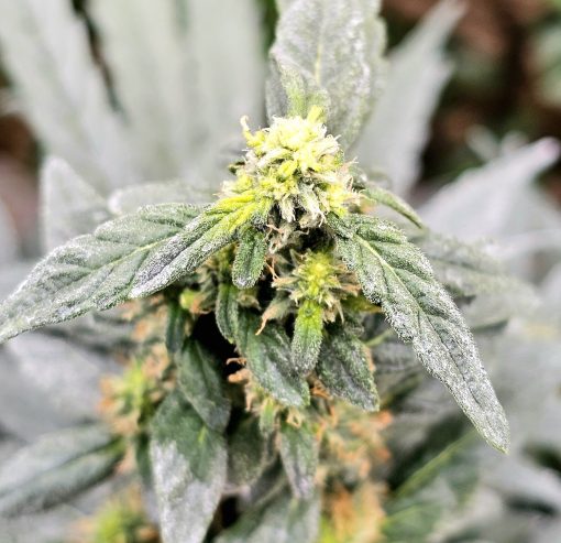 OG Kush Cannabis Plant
