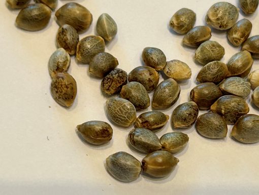OG Kush Feminized Cannabis Seeds