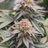 Pineapple Express Feminized Cannabis Image in Grow Room