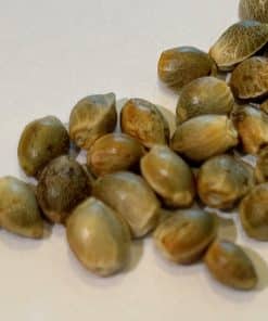 Trainwreck Feminized Cannabis Seeds