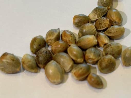 Trainwreck Feminized Cannabis Seeds