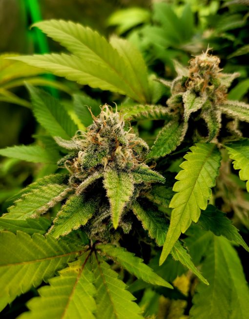 Trainwreck Feminized Cannabis Growing