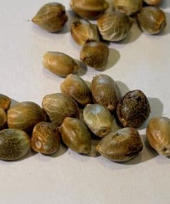 Blueberry Autoflower Seeds from Package