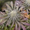 Blueberry Autoflower Cannabis Strain