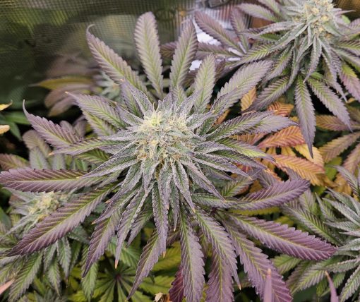 Blueberry Autoflower Cannabis Strain