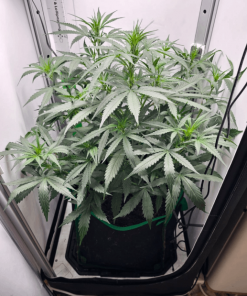 Amnesia Haze Autoflower Beginning Growing Stage
