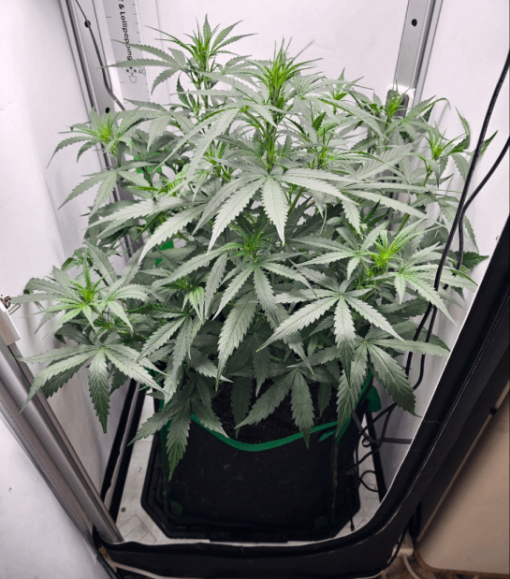 Amnesia Haze Autoflower Beginning Growing Stage