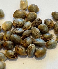 Green Crack Autoflower Seeds