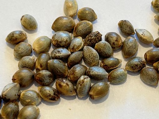 Green Crack Autoflower Seeds