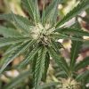 Honey OG Feminized Cannabis Plant