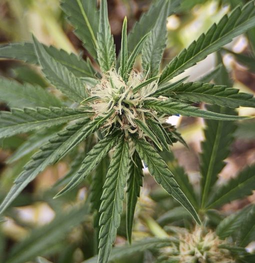 Honey OG Feminized Cannabis Plant
