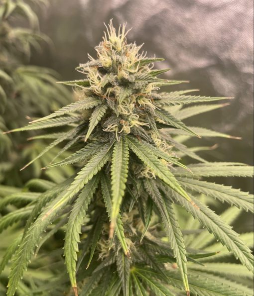 Northern Lights Autoflower Cannabis Image