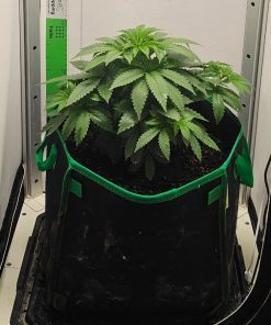 Grape Ape Beginning Stages before Flowering