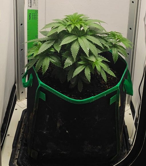 Grape Ape Beginning Stages before Flowering