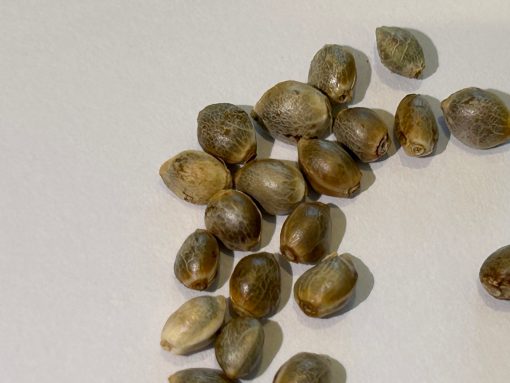 Grape Ape Feminized Cannabis Seeds