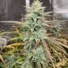 Wedding Cake Feminized Cannabis Plant