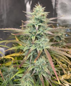 Wedding Cake Feminized Cannabis Plant