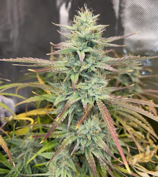 Wedding Cake Feminized Cannabis Plant