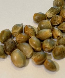 Wedding Cake Feminized Cannabis Seeds
