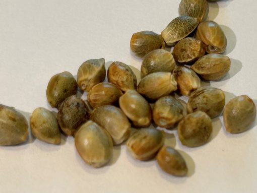 Wedding Cake Feminized Cannabis Seeds