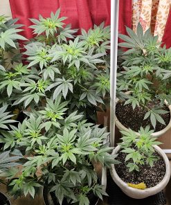 Acapulco Gold Feminized Cannabis Plant Growing Indoor before flowering stage