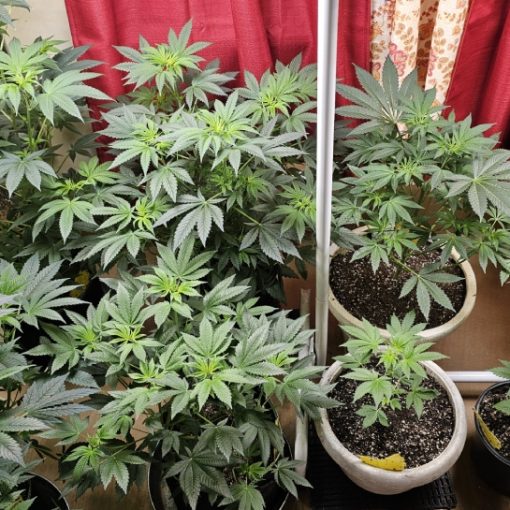 Acapulco Gold Feminized Cannabis Plant Growing Indoor before flowering stage