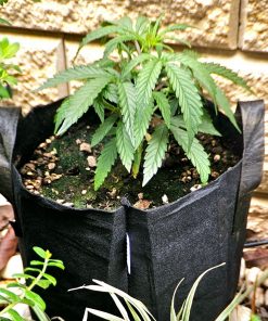 Alpine Star CBD Beginning Stages