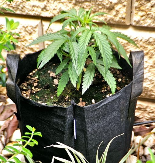 Alpine Star CBD Beginning Stages