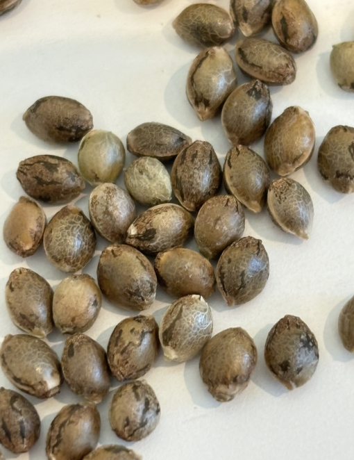 Alpine Star CBD Seeds