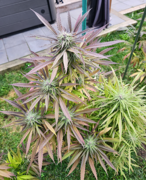 Blue Dream Grown Outside