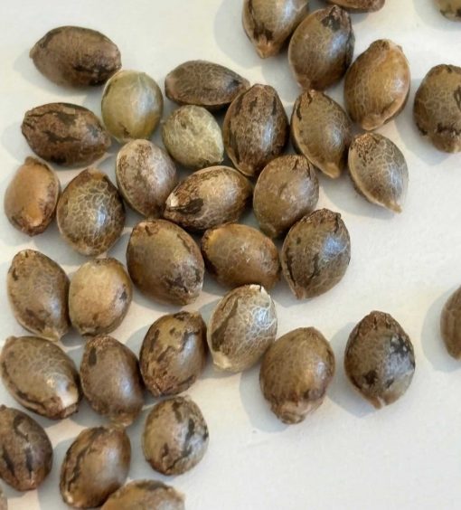 Chiquita Banana Feminized Cannabis Seeds