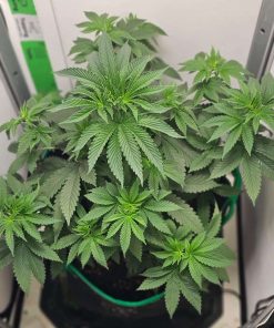 Chiquita Banana Feminized Early Growth Stage