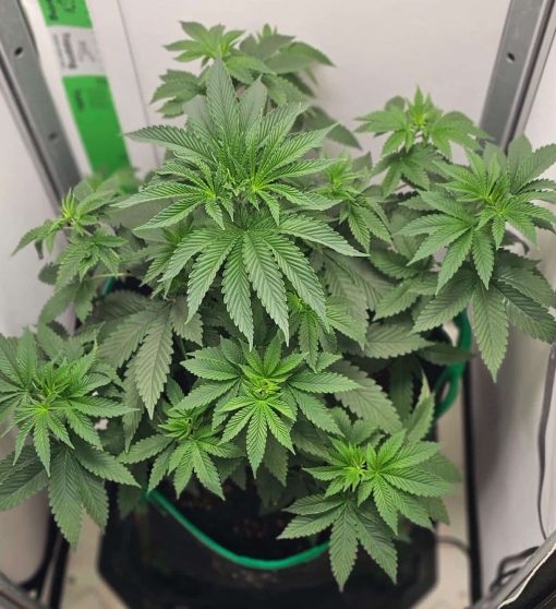 Chiquita Banana Feminized Early Growth Stage