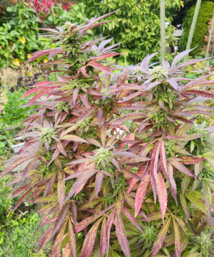 Zkittlez Almost in Full Bloom | Cannabiz Seed Zkittlez Almost in Full Bloom