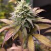 Zkittlez Feminized Cannabis Image growing indoor