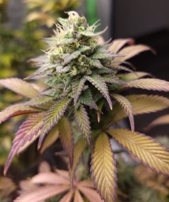 Zkittlez Feminized Cannabis Image growing indoor