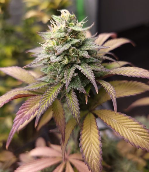 Zkittlez Feminized Cannabis Image growing indoor