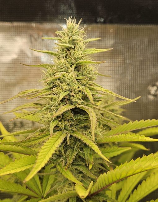 Bruce Banner Feminized Cannabis Image in a indoor grow room
