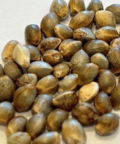 Bruce Banner Image of Seeds