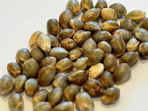 Bruce Banner Image of Seeds