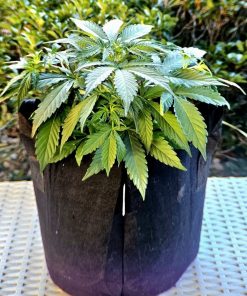 AK Autoflower Beginning Stages