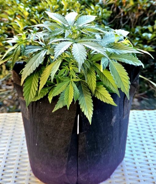 AK Autoflower Beginning Stages