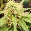 AK Autoflower Cannabis Plant