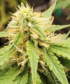 AK Autoflower Cannabis Plant