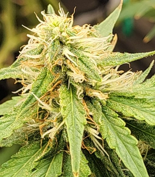 AK Autoflower Cannabis Plant