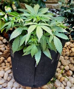 Black Jack Autoflower Beginning Stages