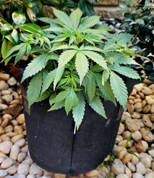 Black Jack Autoflower Beginning Stages