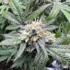 Black Jack Autoflower Cannabis Plant